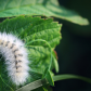 Fuzzy Fall Friend