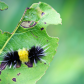 Hungry, Hungry...Caterpillar