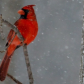 Canadian Red and White