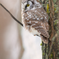 Little owl 