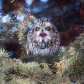 Short-eared Owl