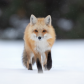 the young curious