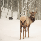 Posing Elk