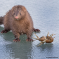 American Mink Poses Pretty with Lunch!