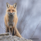 Momma Fox Guards her Den