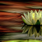Water Lilly