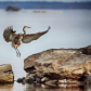 Fly like me