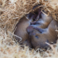 Meadow Vole Snuggle