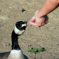 Feeding