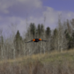 Black Bird Fly