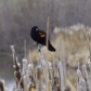 Blackbird in waiting
