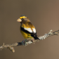 Evening Grosbeak in Late Afternoon Light