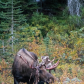 Moose In the Rockies 