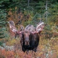 Moose In the Rockies 