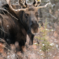 Moose In the Rockies 
