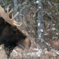 Moose In the Rockies 