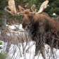 Moose In the Rockies 