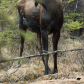 Moose In the Rockies 