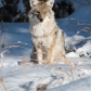 Good Looking Coyote 