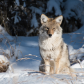 Good Looking Coyote 