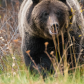 Grizzly Bear Portrait 