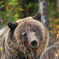 Grizzly Bear Portrait 