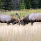 Bull Elk  