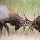 Bull Elk  