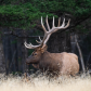 Bull Elk  