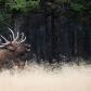 Bull Elk  