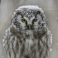 Snowy Head Covering