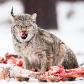 Voracious Canadian Lynx
