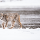 Voracious Canadian Lynx