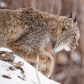 Voracious Canadian Lynx