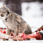 Voracious Canadian Lynx