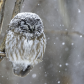 Boreal Owl Asleep During a Snowfall
