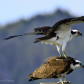 Ospreys courting