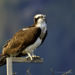 Perching on perch!