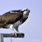 Perching on perch!