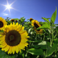 Sunflowers!