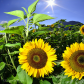 Sunflowers!