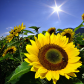 Sunflowers!