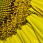 Sunflower!