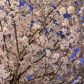 Cherry Blossom!