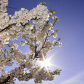 Cherry Blossom!