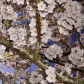 Cherry Blossom!