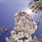 Cherry Blossom!