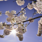 Cherry Blossom!