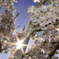 Cherry Blossom!