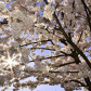 Cherry Blossom!